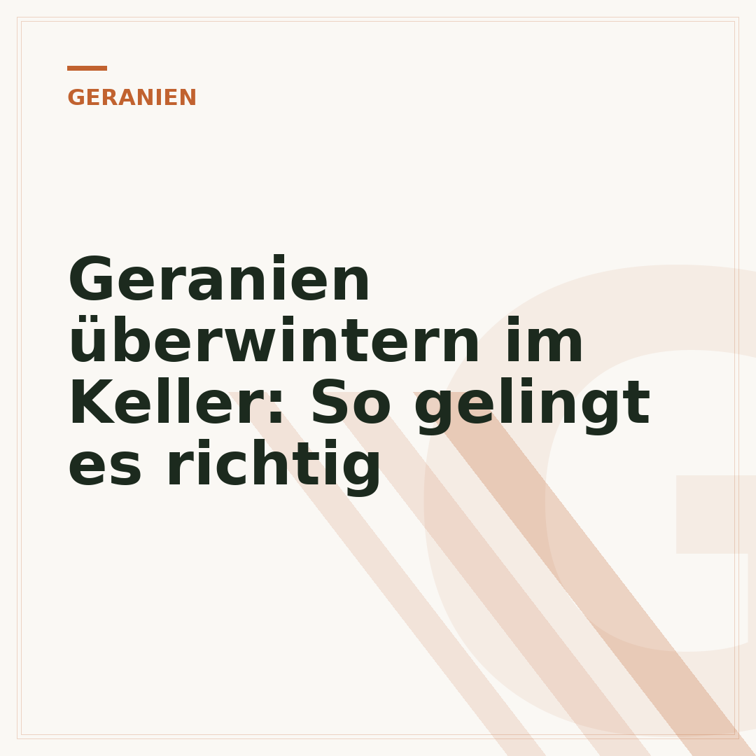 Geranien überwintern im Keller: So gelingt es richtig