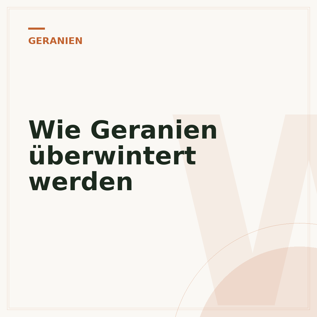 Wie Geranien überwintert werden