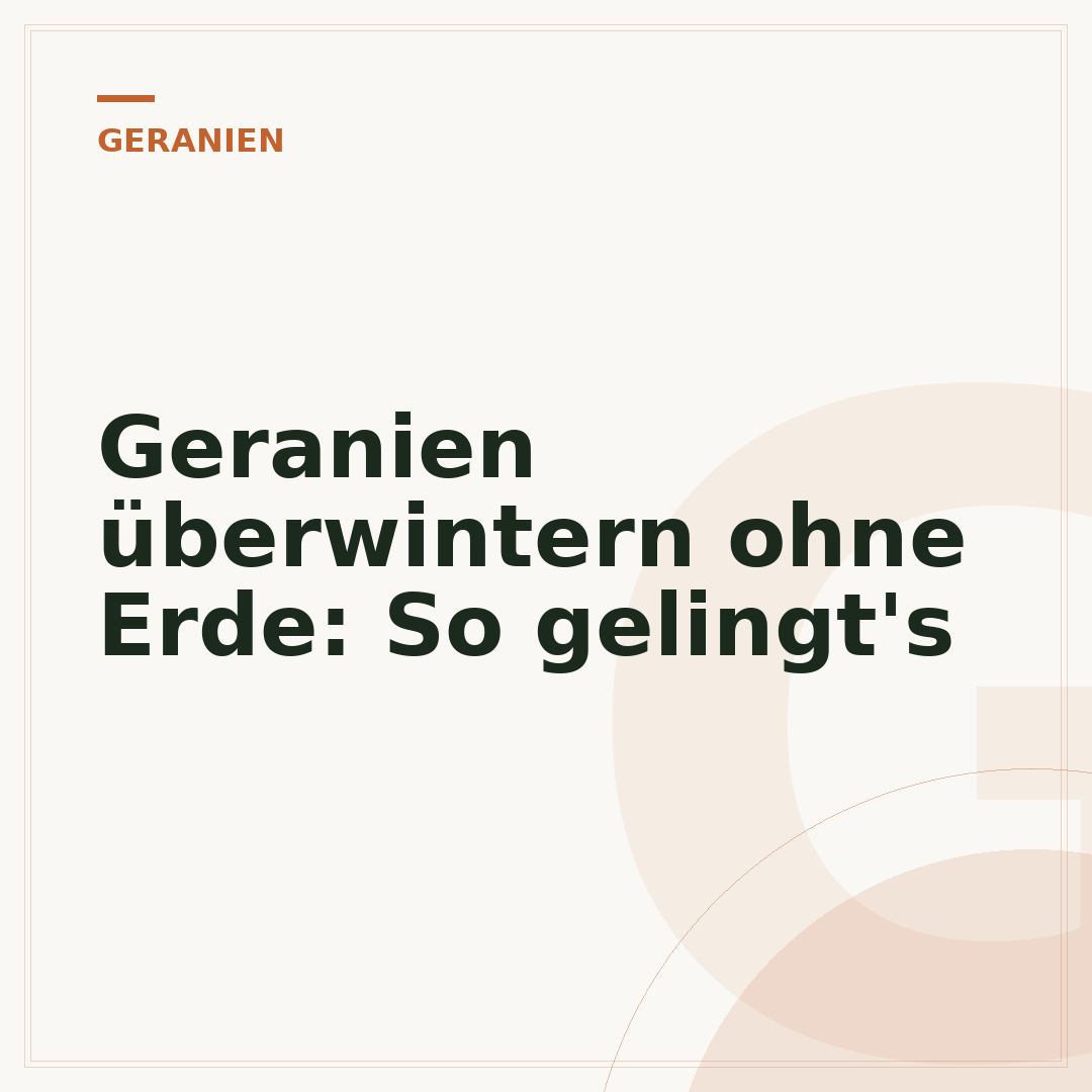 Geranien überwintern ohne Erde: So gelingt's
