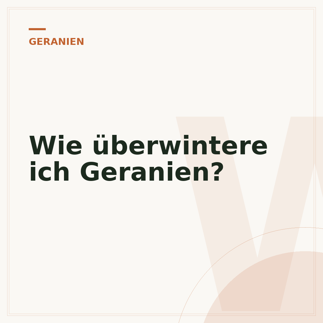 Wie überwintere ich Geranien?