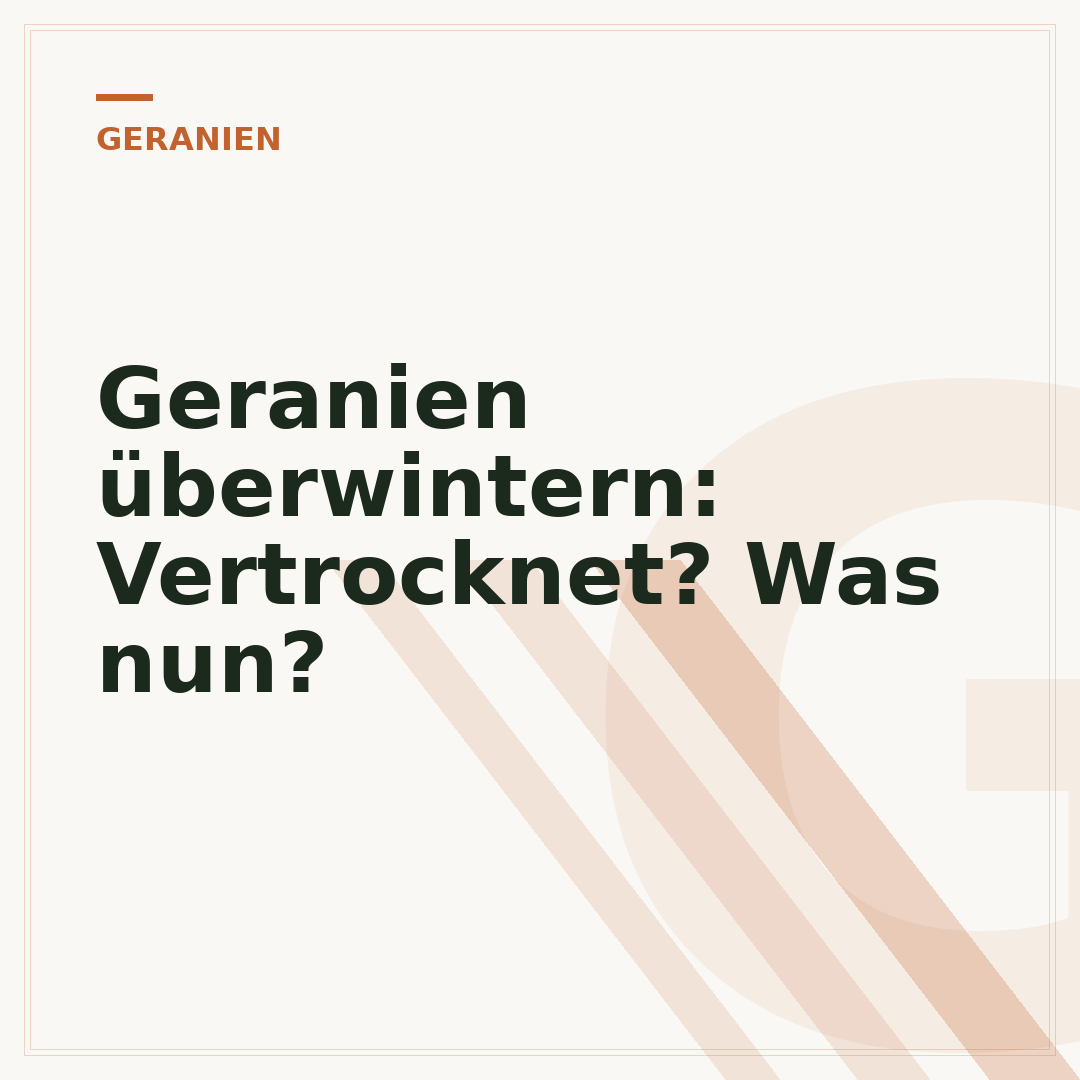 Geranien überwintern: Vertrocknet? Was nun?