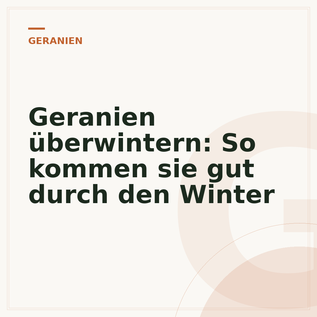 Geranien überwintern: So kommen sie gut durch den Winter