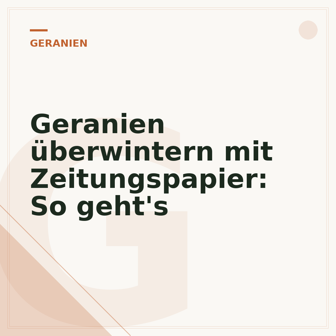 Geranien überwintern mit Zeitungspapier: So geht's