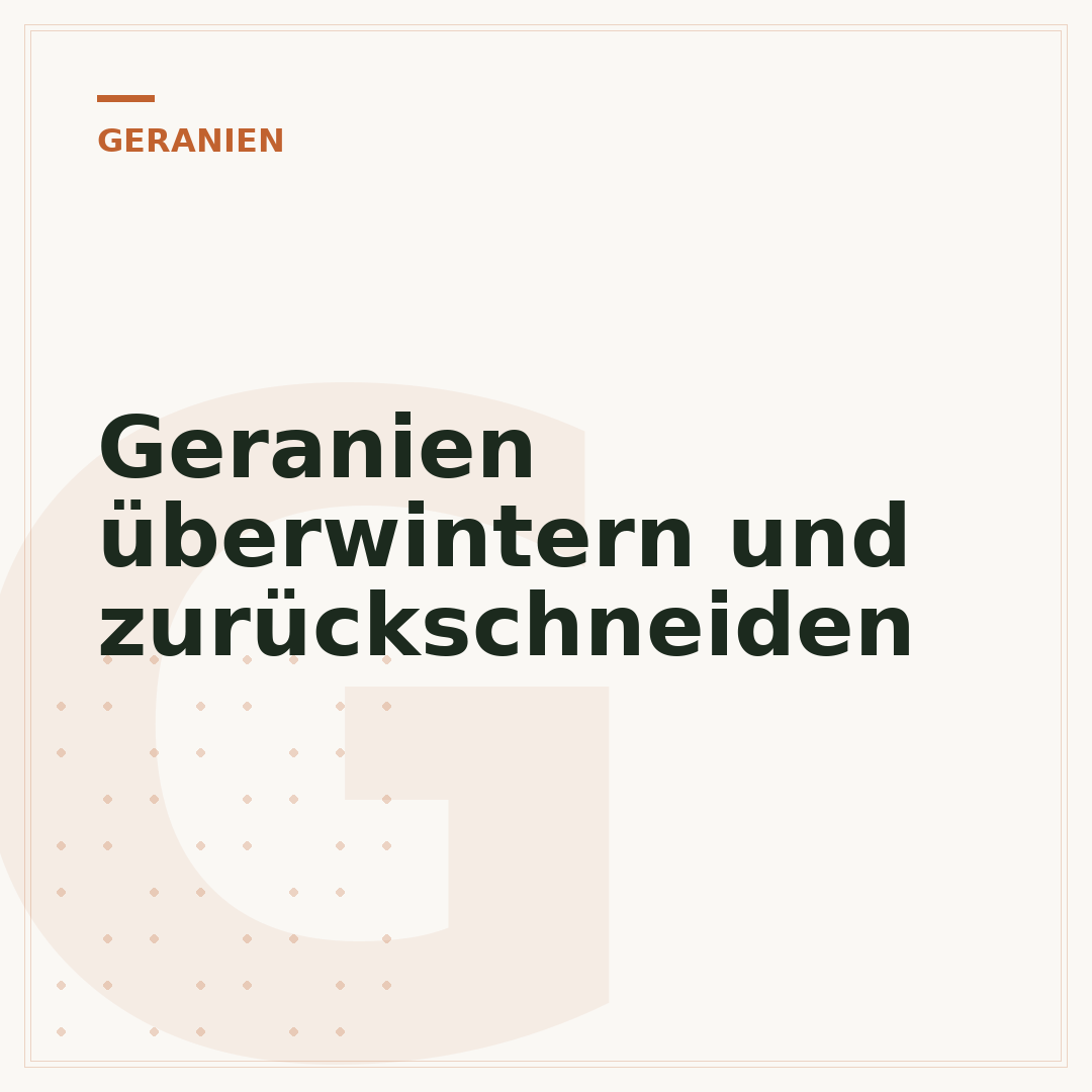 Geranien überwintern und zurückschneiden