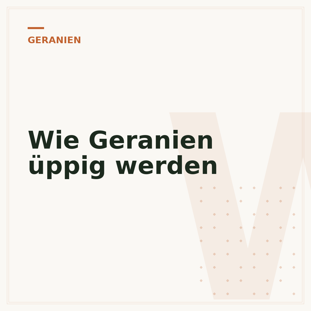 Wie Geranien üppig werden