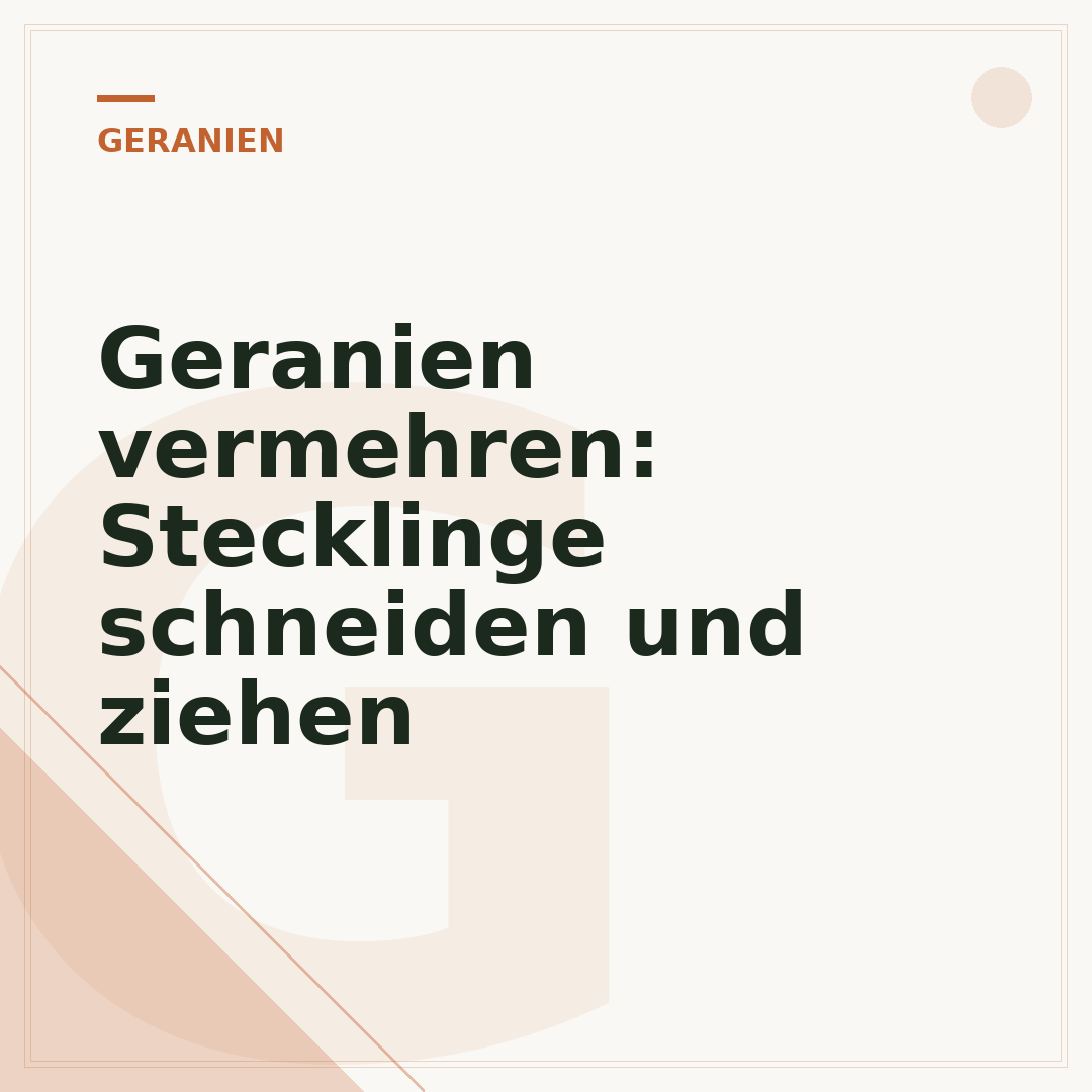 Geranien vermehren: Stecklinge schneiden und ziehen