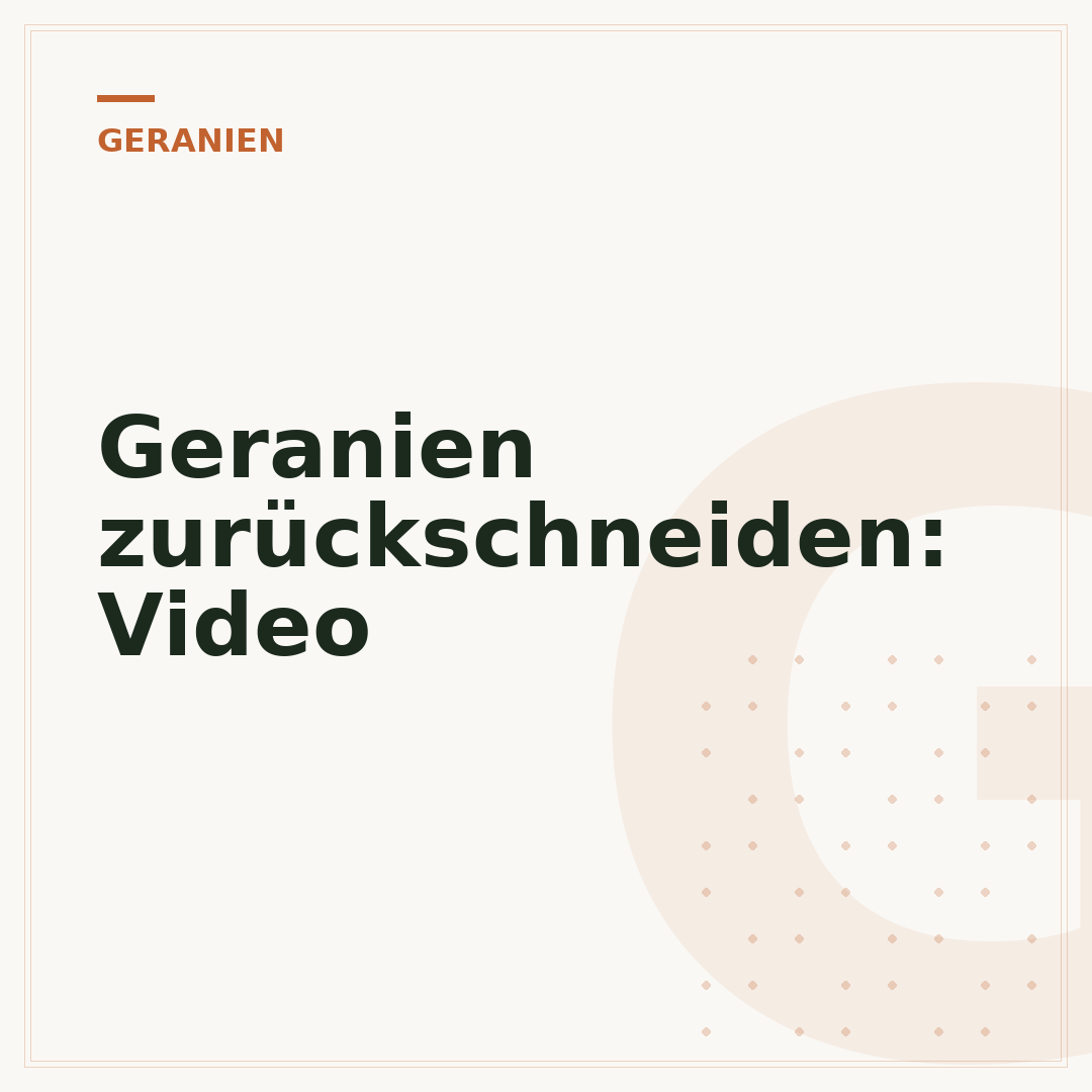 Geranien zurückschneiden: Video