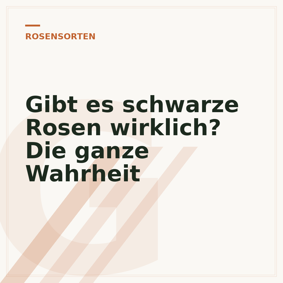 Gibt es schwarze Rosen wirklich? Die ganze Wahrheit