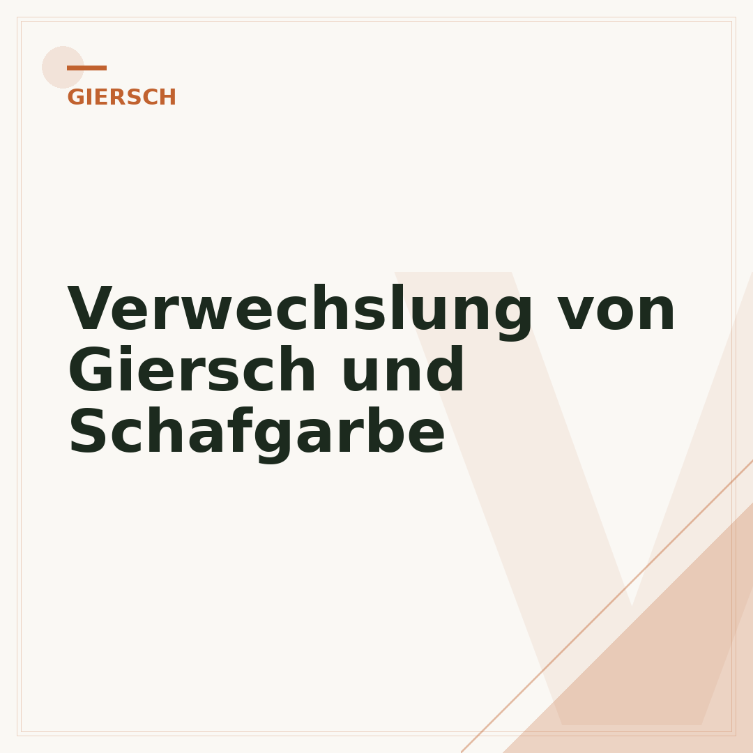 Verwechslung von Giersch und Schafgarbe