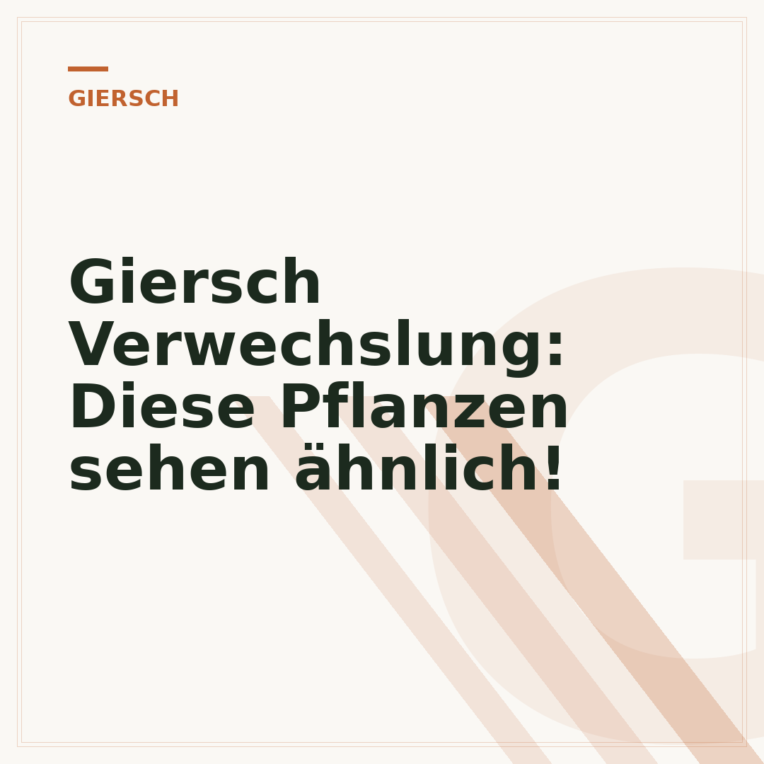 Giersch Verwechslung: Diese Pflanzen sehen ähnlich!