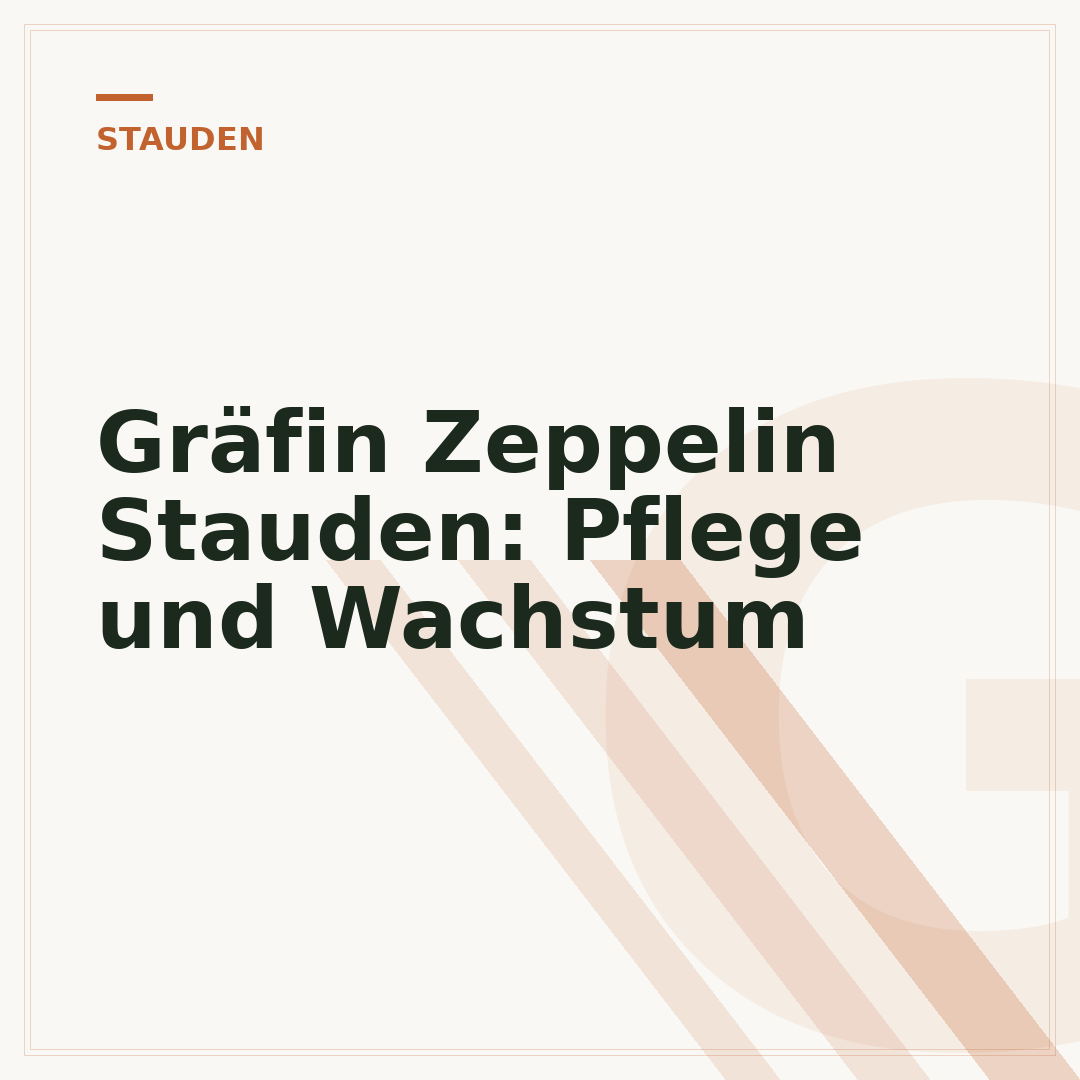 Gräfin Zeppelin Stauden: Pflege und Wachstum