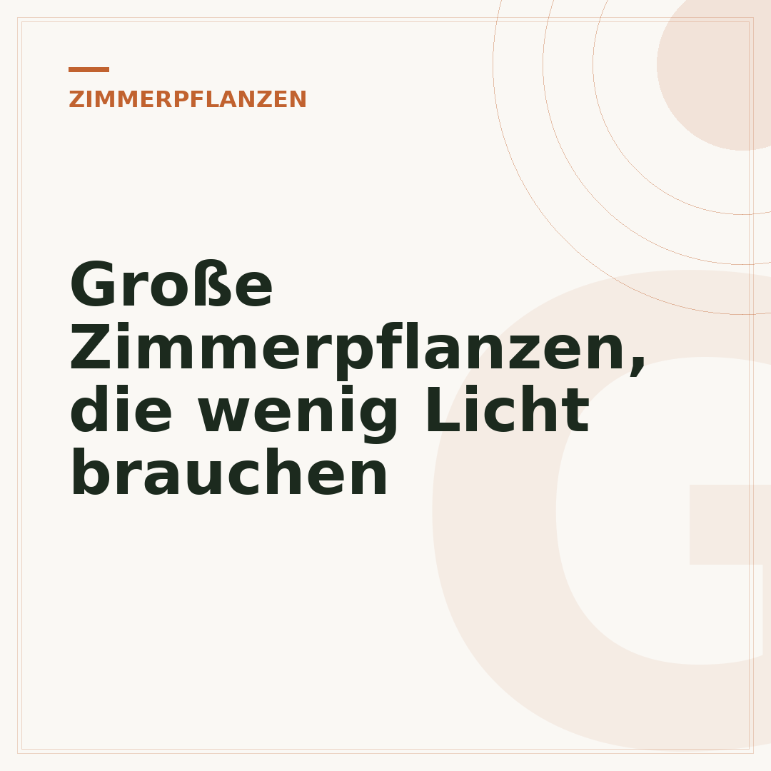 Große Zimmerpflanzen, die wenig Licht brauchen