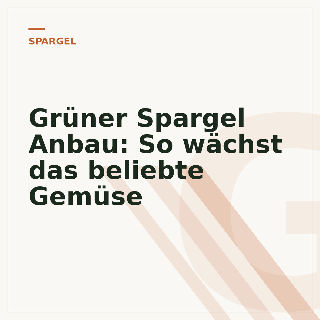 Grüner Spargel Anbau: So wächst das beliebte Gemüse