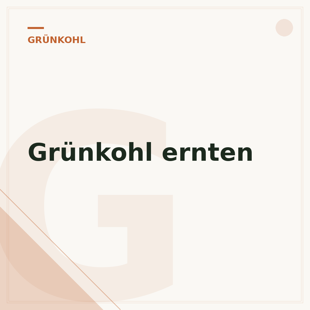 Grünkohl ernten