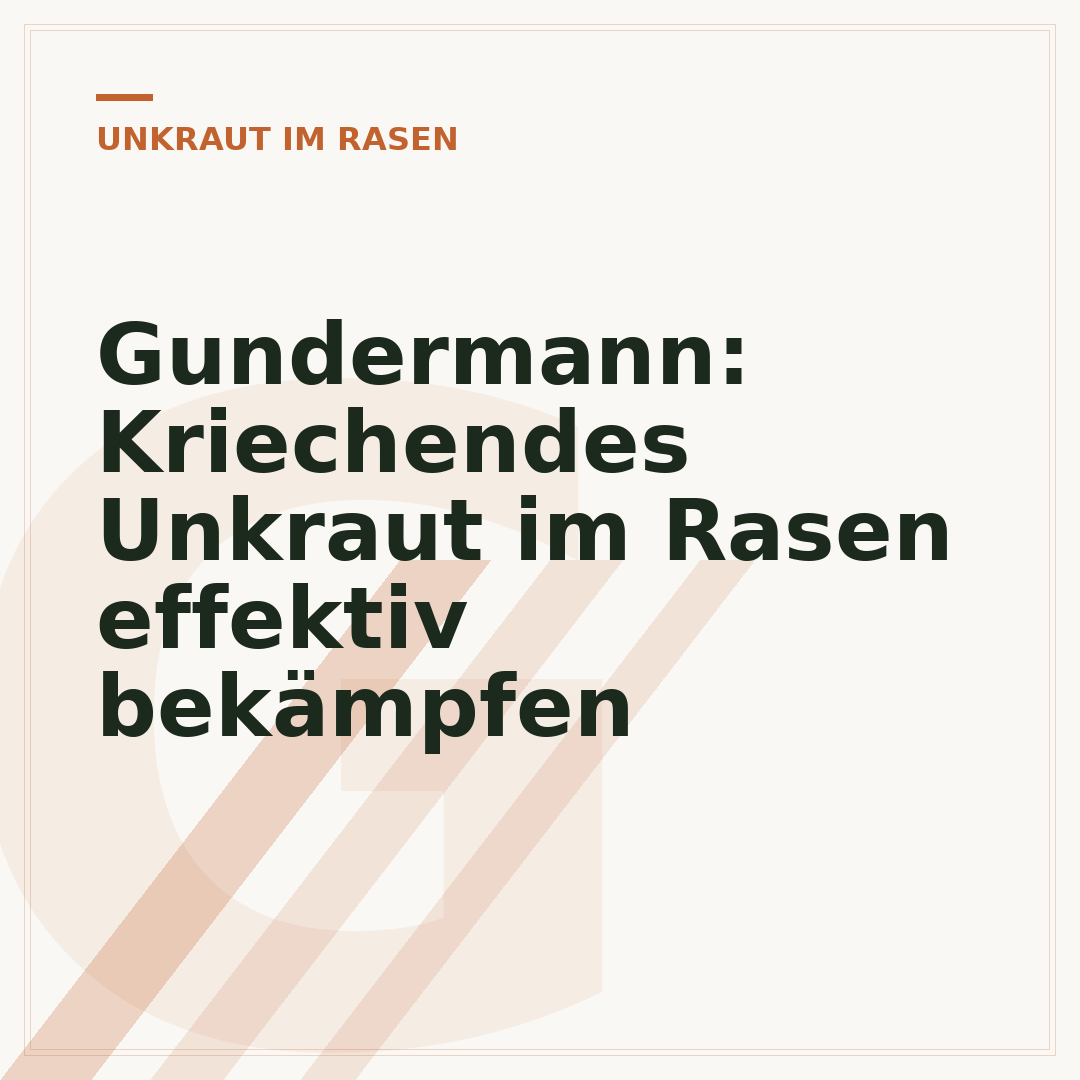 Gundermann: Kriechendes Unkraut im Rasen effektiv bekämpfen