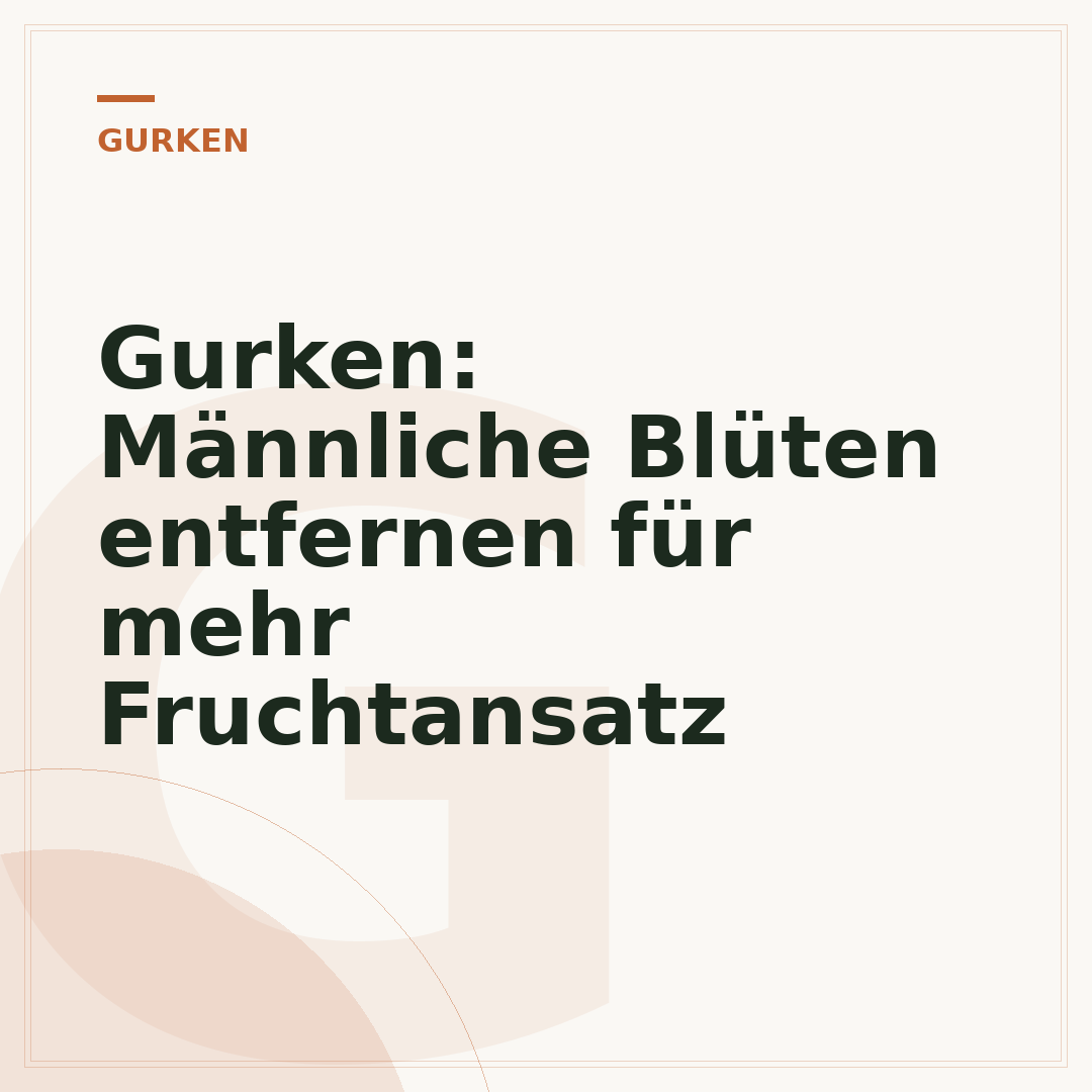 Gurken: Männliche Blüten entfernen für mehr Fruchtansatz