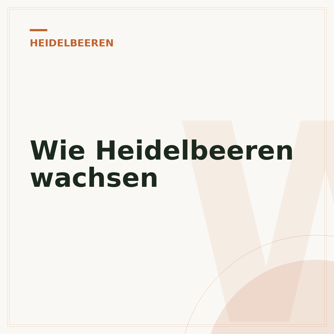 Wie Heidelbeeren wachsen