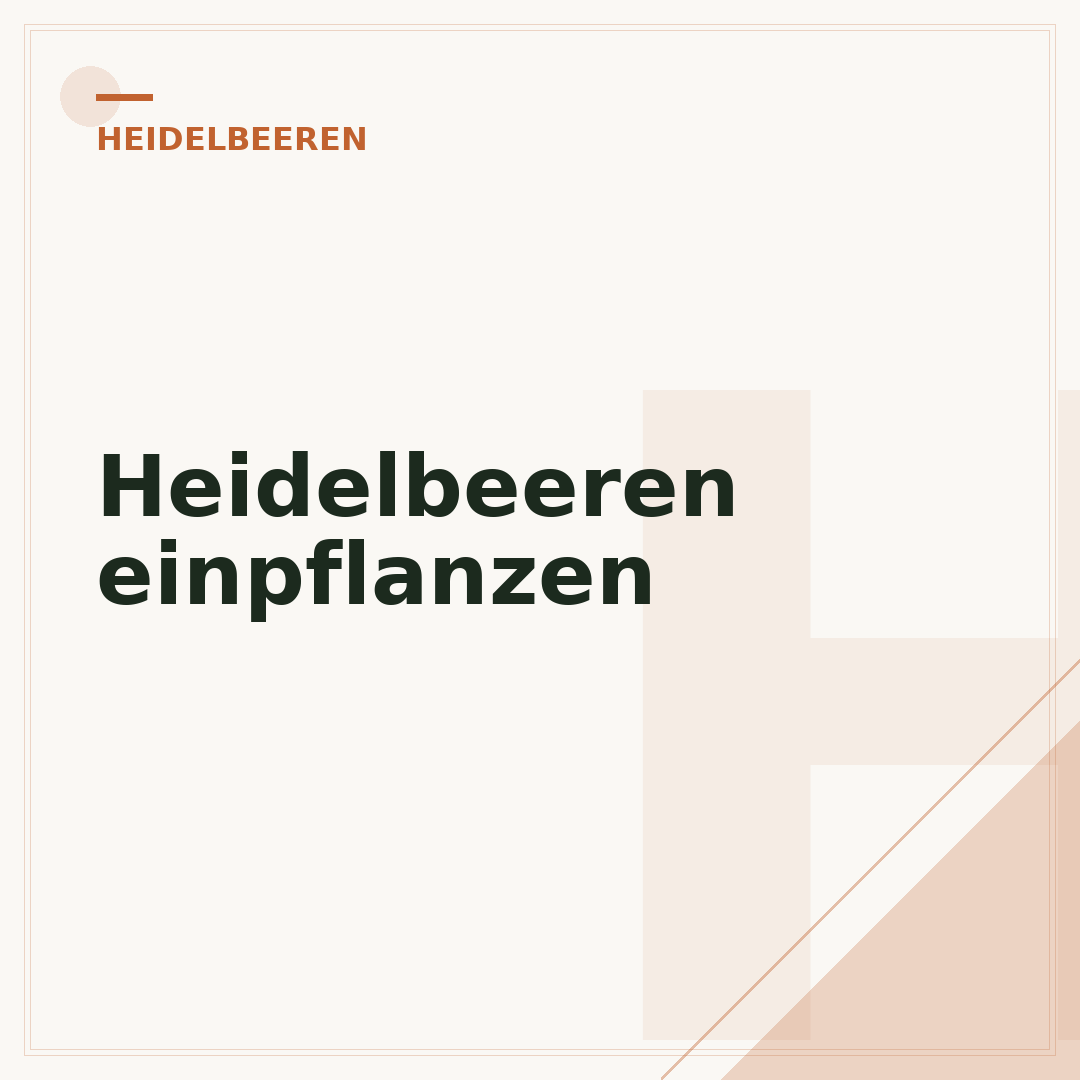 Heidelbeeren einpflanzen