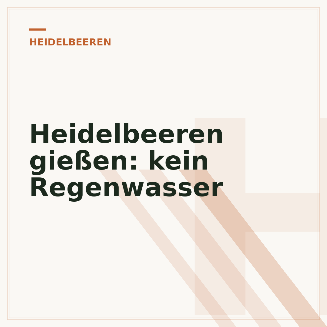 Heidelbeeren gießen: kein Regenwasser