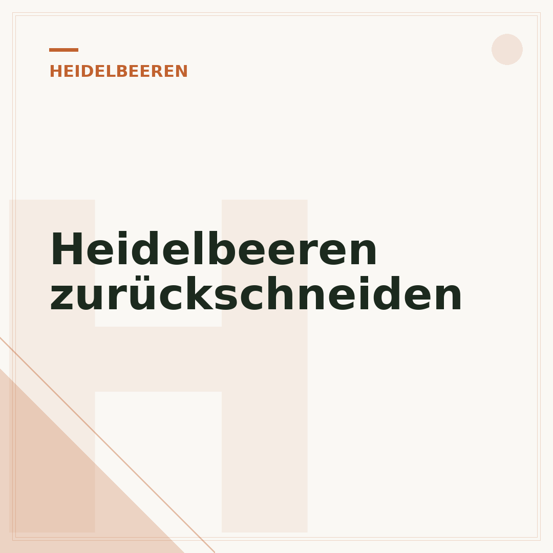Heidelbeeren zurückschneiden