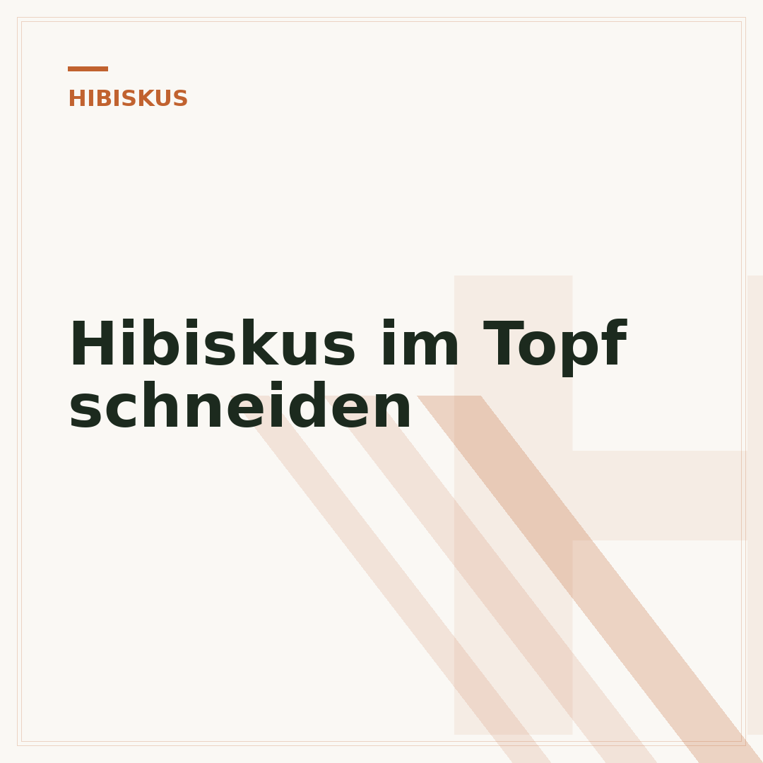 Hibiskus im Topf schneiden