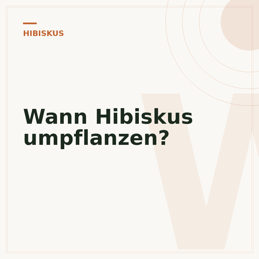 Wann Hibiskus umpflanzen?