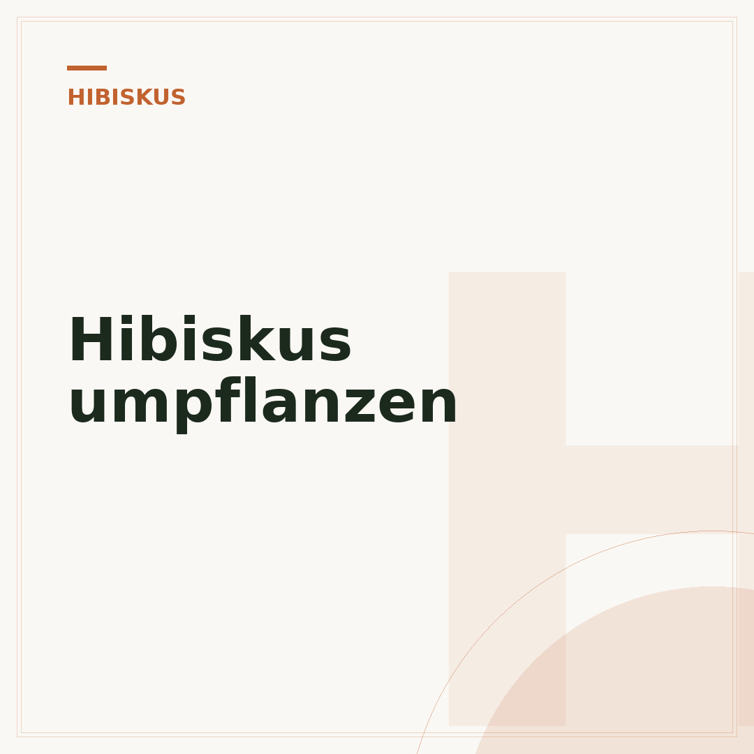 Hibiskus umpflanzen