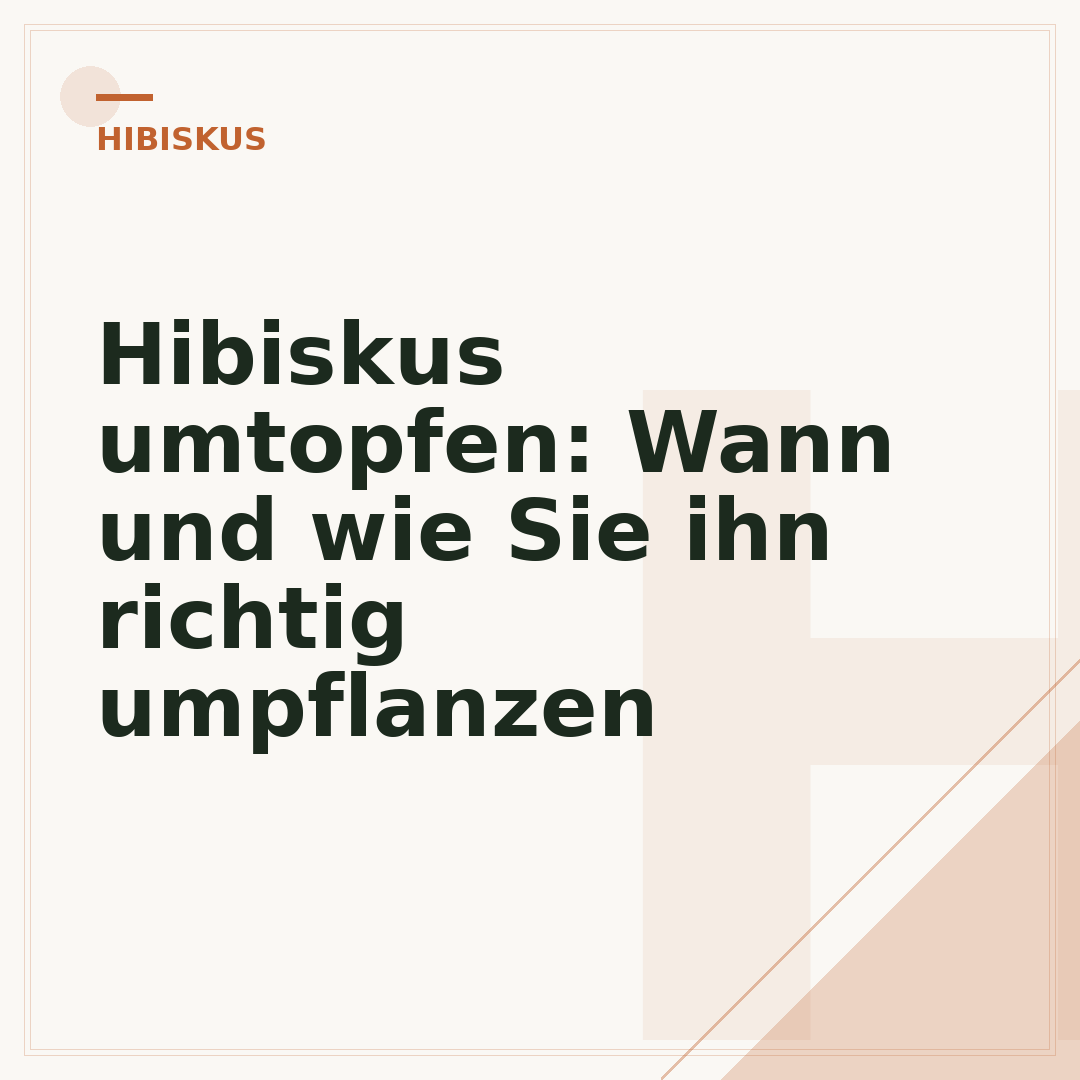 Hibiskus umtopfen: Wann und wie Sie ihn richtig umpflanzen