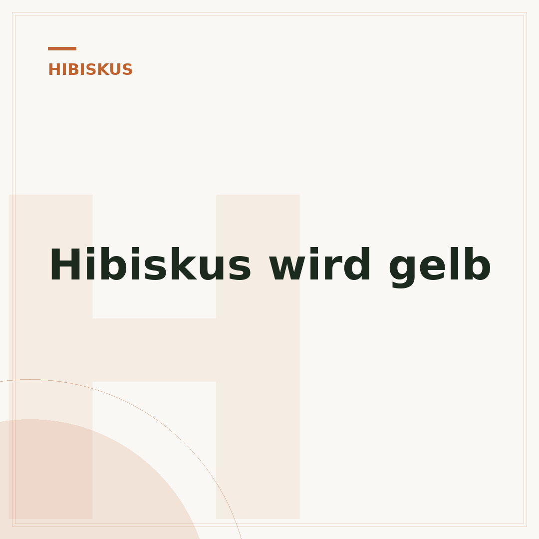 Hibiskus wird gelb