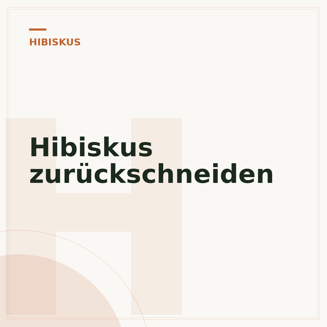 Hibiskus zurückschneiden