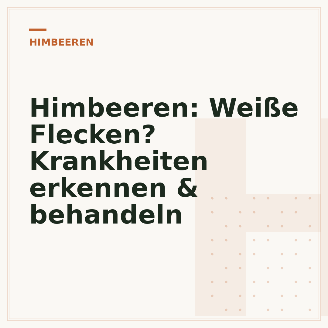 Himbeeren: Weiße Flecken? Krankheiten erkennen & behandeln