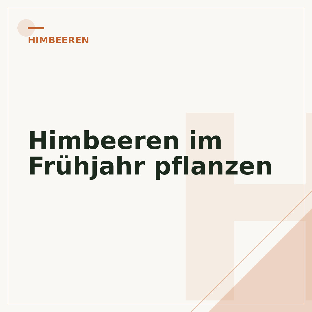 Himbeeren im Frühjahr pflanzen