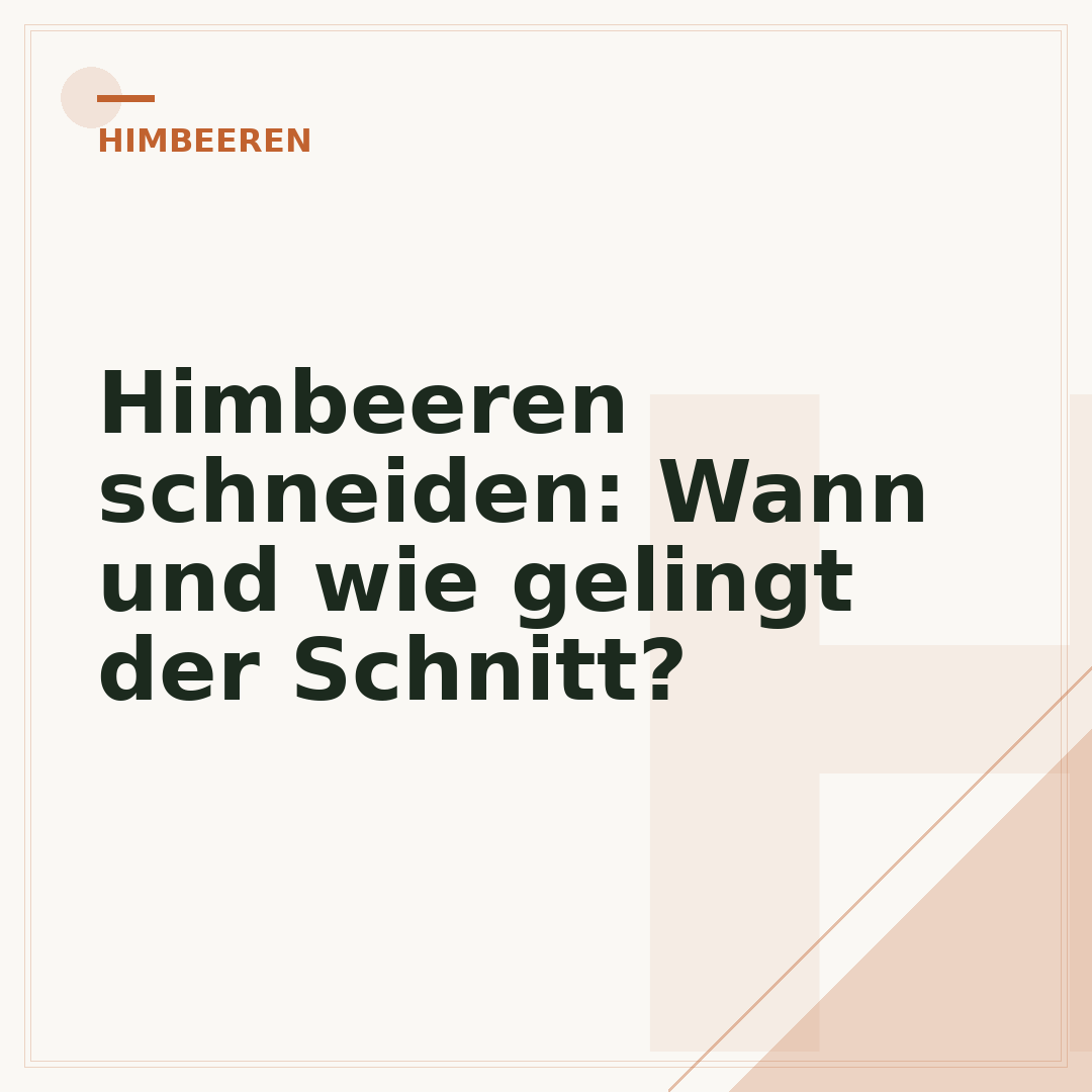 Himbeeren schneiden: Wann und wie gelingt der Schnitt?