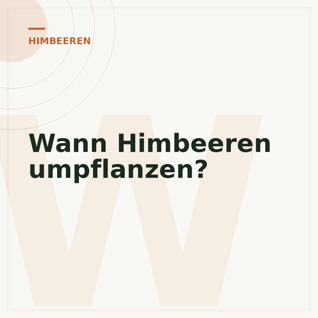 Wann Himbeeren umpflanzen?