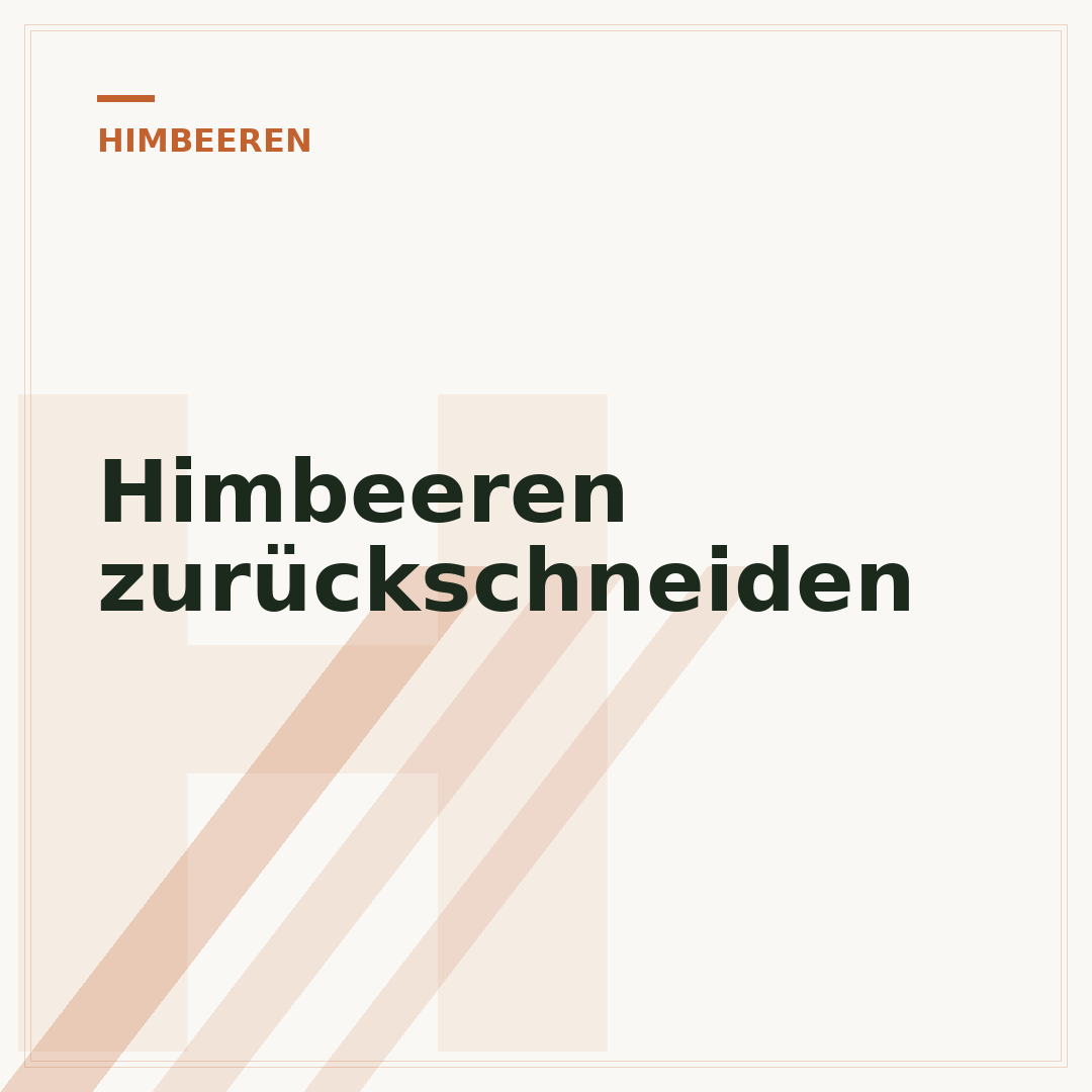Himbeeren zurückschneiden