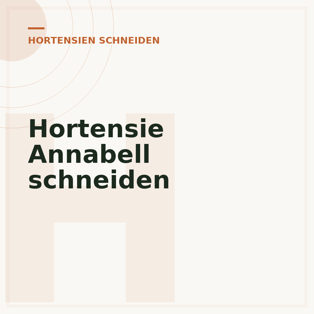 Hortensie Annabell schneiden
