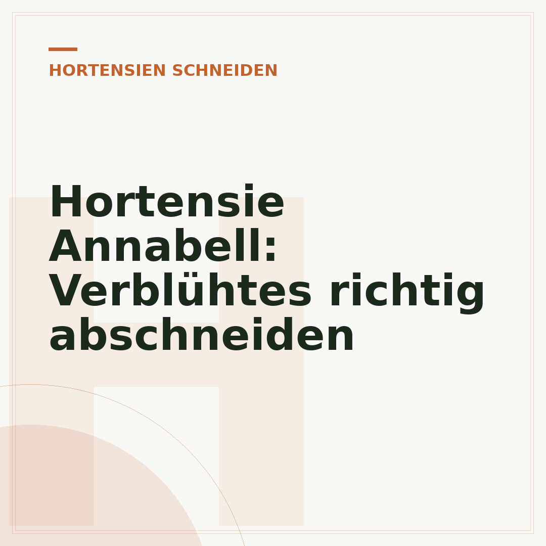 Hortensie Annabell: Verblühtes richtig abschneiden