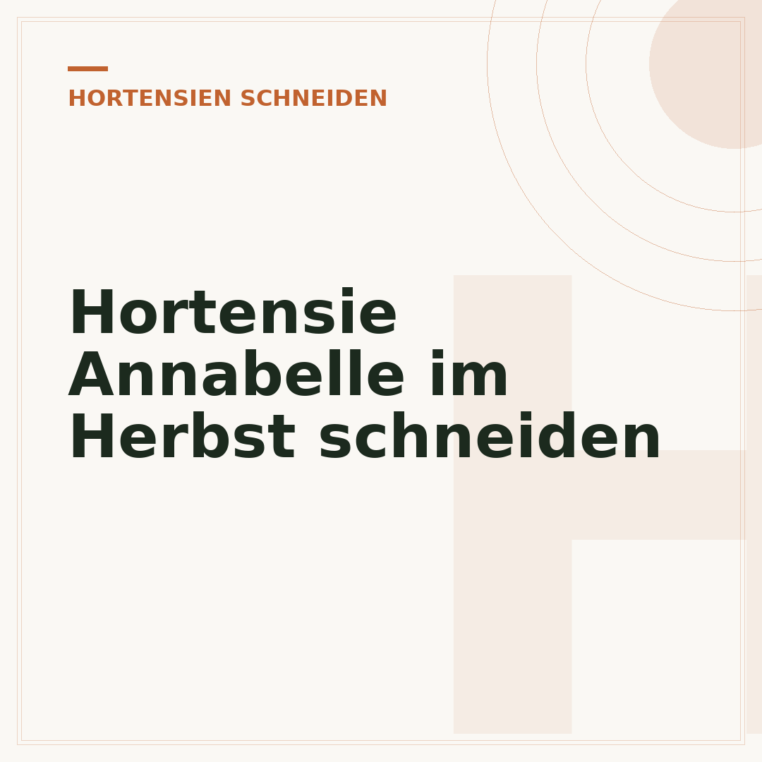 Hortensie Annabelle im Herbst schneiden