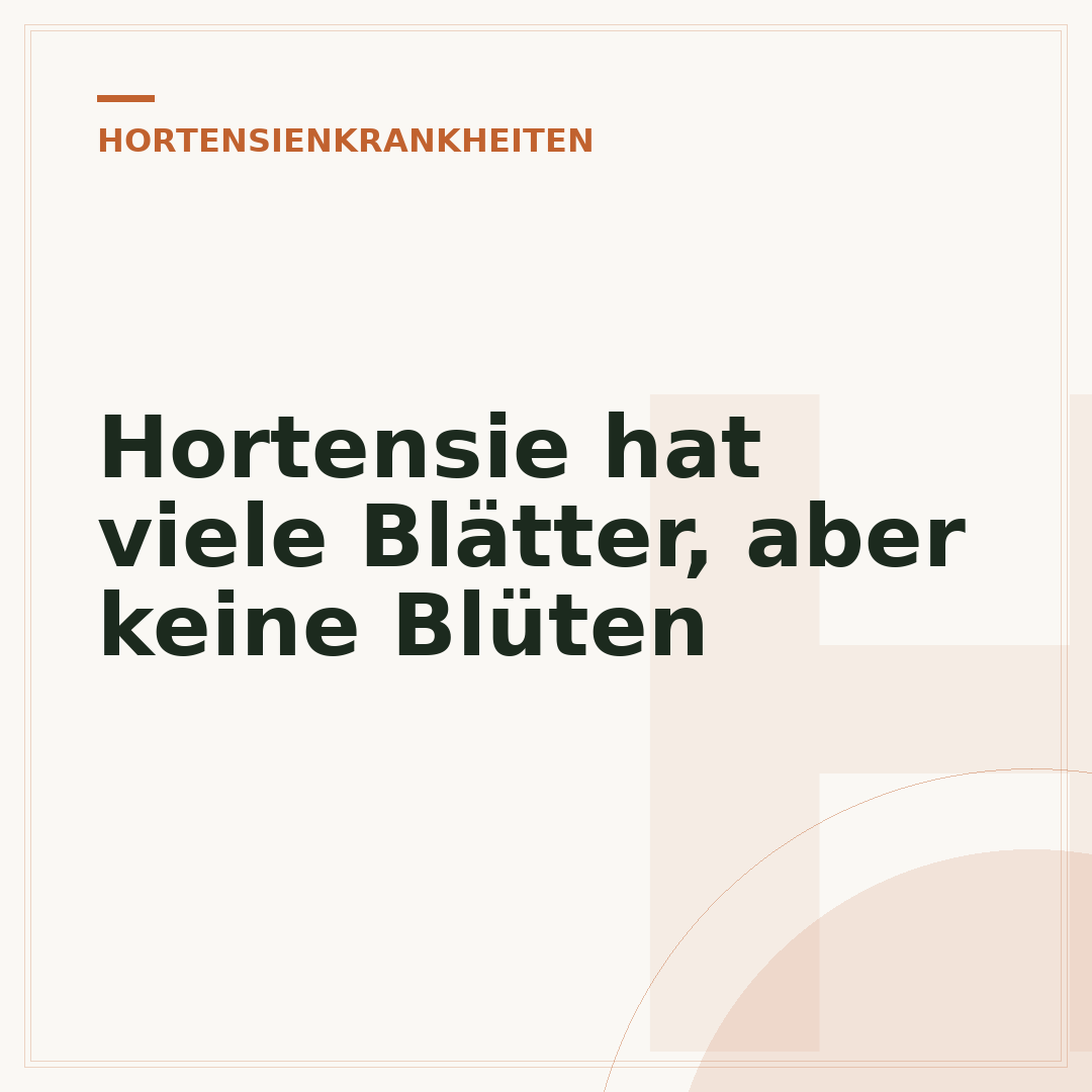 Hortensie hat viele Blätter, aber keine Blüten