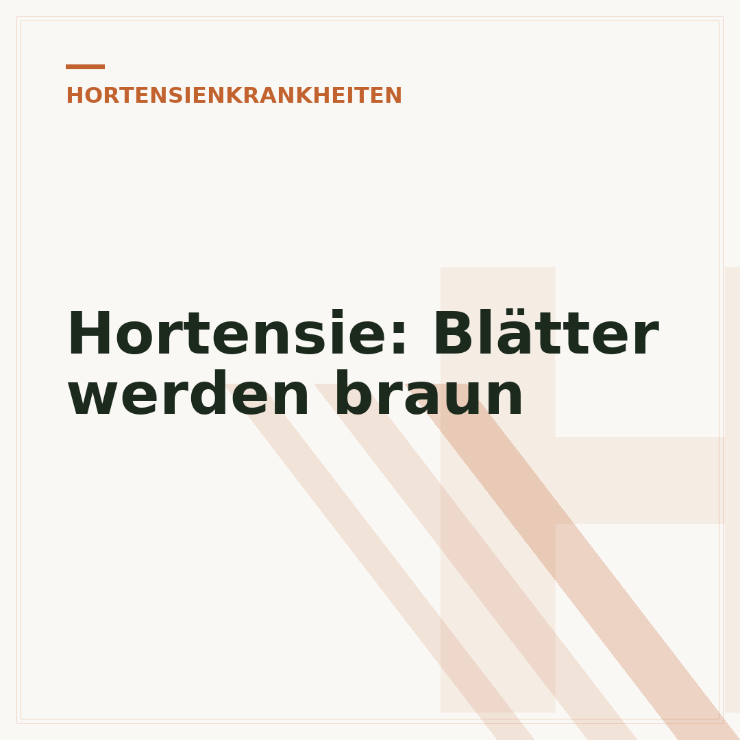 Hortensie: Blätter werden braun