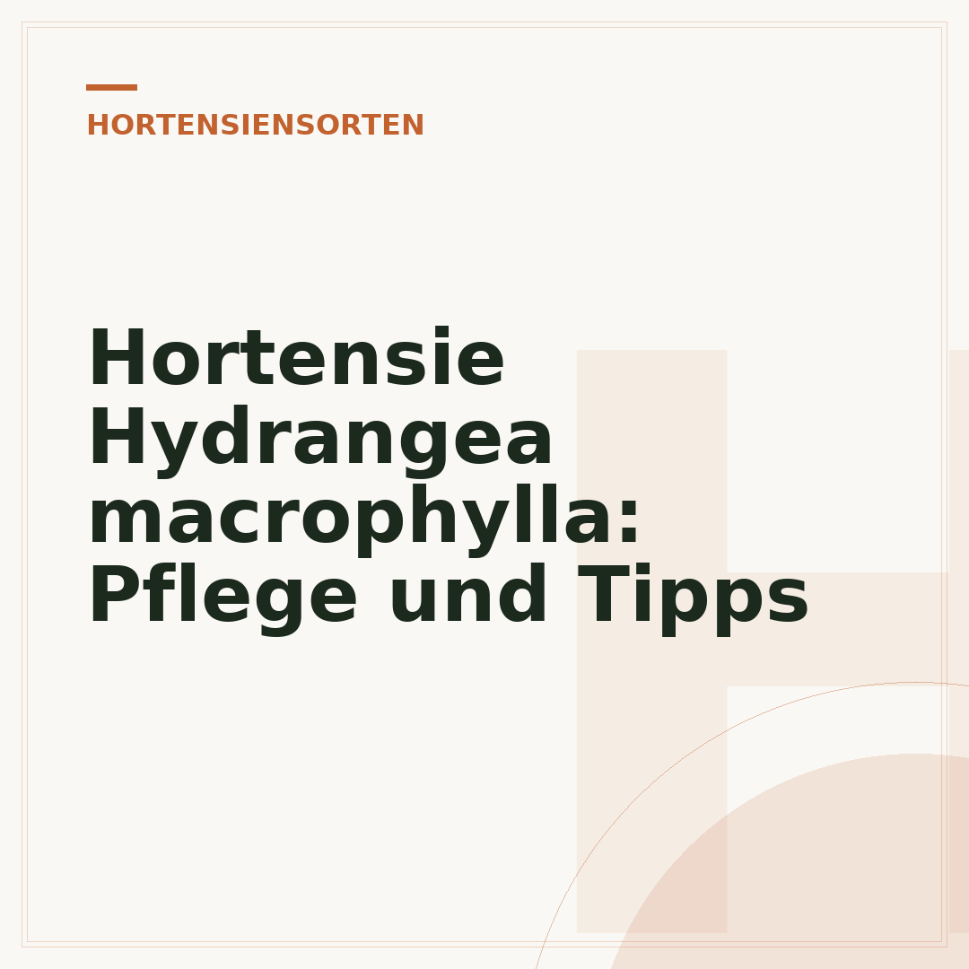 Hortensie Hydrangea macrophylla: Pflege und Tipps