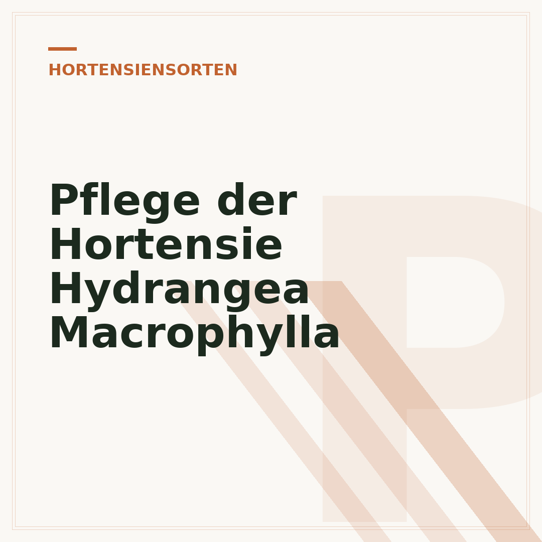 Pflege der Hortensie Hydrangea Macrophylla