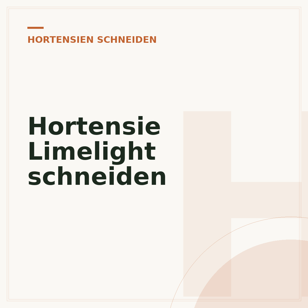 Hortensie Limelight schneiden