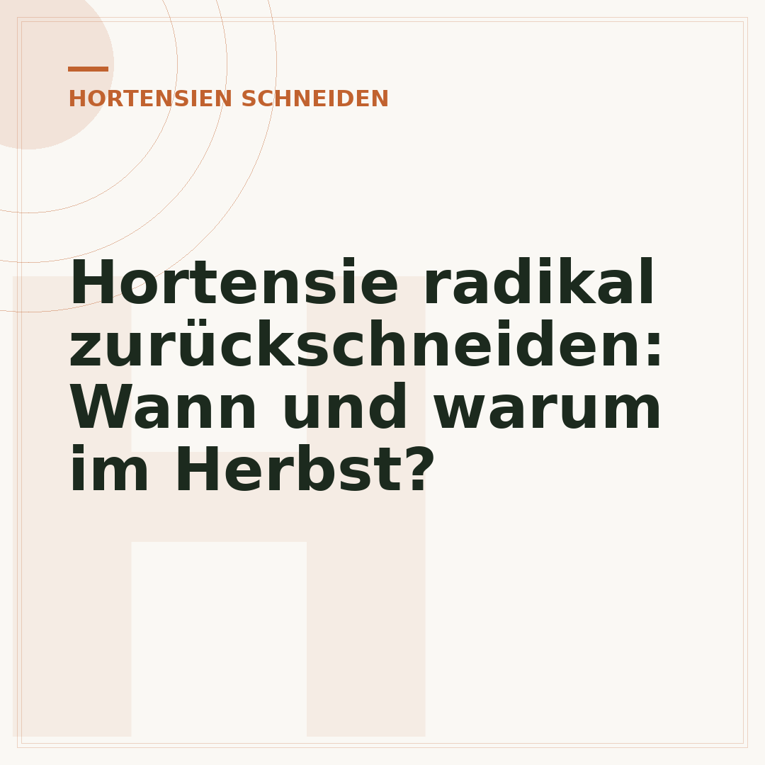 Hortensie radikal zurückschneiden: Wann und warum im Herbst?