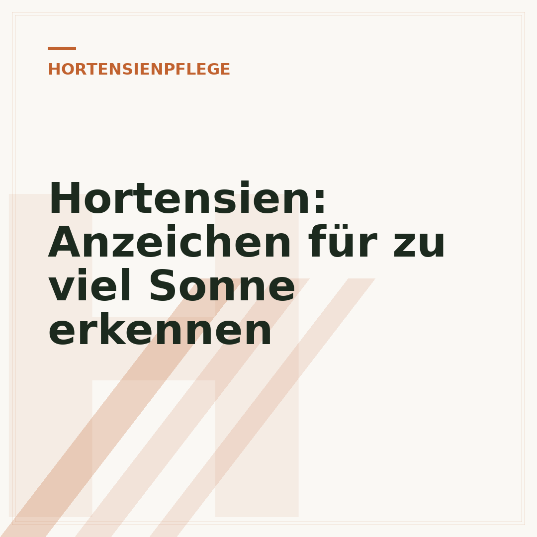 Hortensien: Anzeichen für zu viel Sonne erkennen