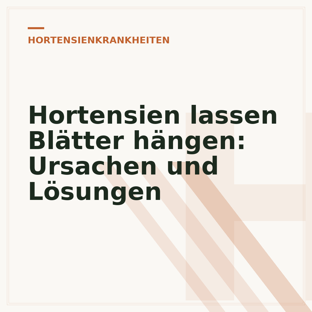 Hortensien lassen Blätter hängen: Ursachen und Lösungen