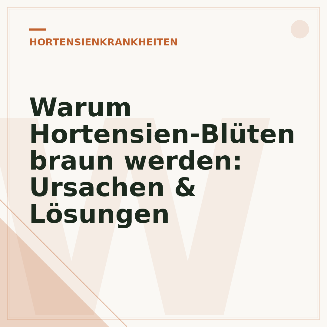 Warum Hortensien-Blüten braun werden: Ursachen & Lösungen