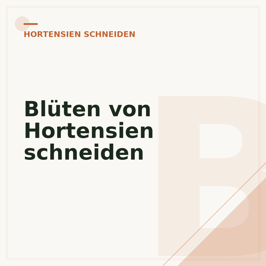 Blüten von Hortensien schneiden
