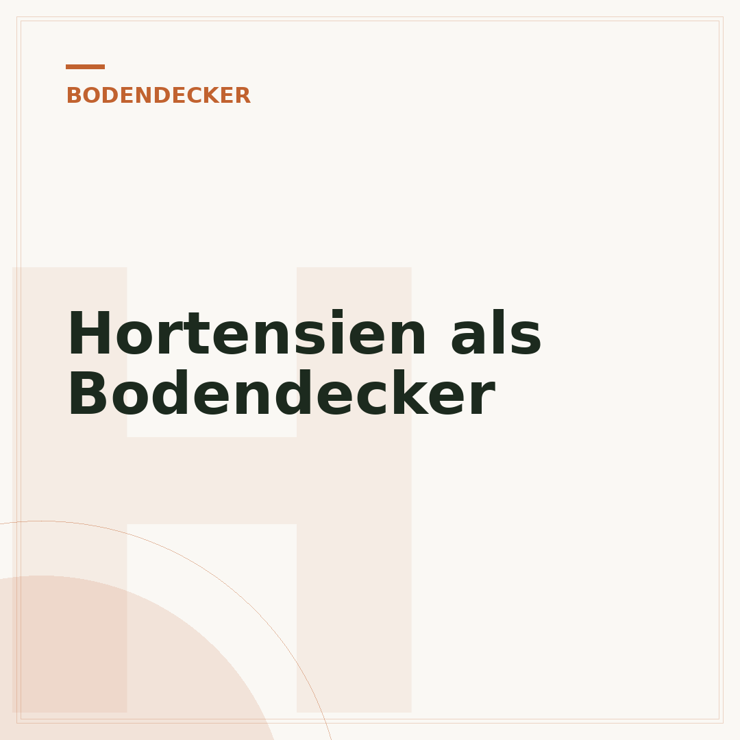 Hortensien als Bodendecker