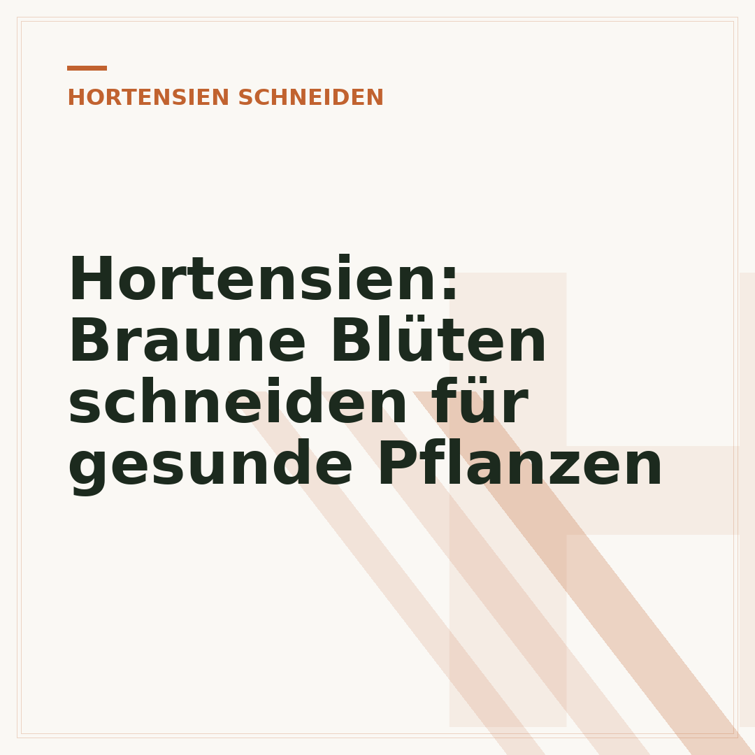 Hortensien: Braune Blüten schneiden für gesunde Pflanzen